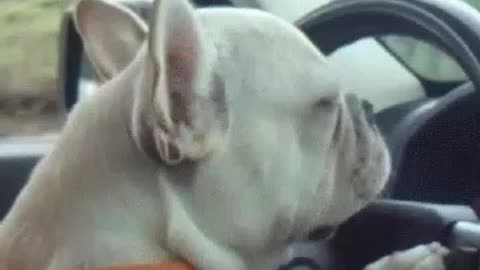 ANIMAL- WATCH THIS AMAZING DOG DRIVING A CAR- WONDERFUL