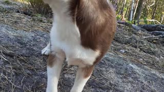 Chihuahua and hand hard fight with screaming end