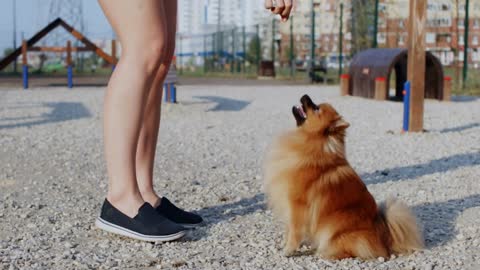 Cropped shot of person giving food to cute funny little cream-colored dog on playground