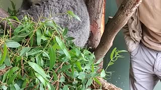 face to face with Koala