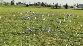 Nature shorts: Hyperactive seagulls