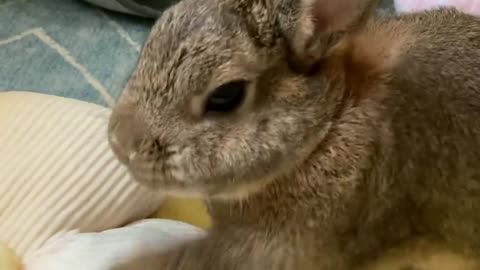 Today the rabbit stuck to this flower