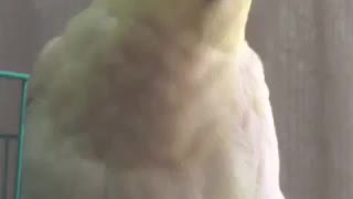 Parrot Just Love Do