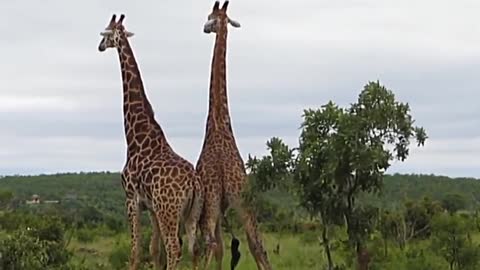 Giraffes Fighting