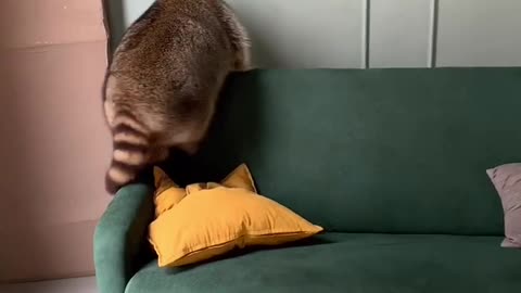 Rotund Raccoon Rolls Off Couch