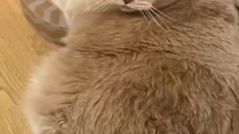 Cat funny short video.