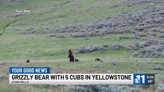 Grizzly with 5 cubs caught on camera in Yellowstone