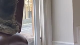 Raccoon Tries to Squeeze into Sliding Door