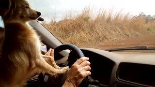 Cute Little Dog Plays with Windshield Wipers