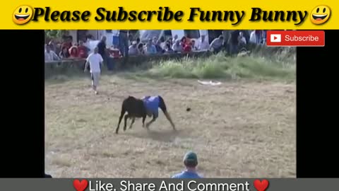 festival funny crazy bull fails