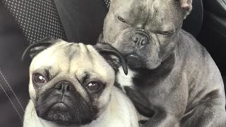 Two adorable doggies preciously cuddle during car ride