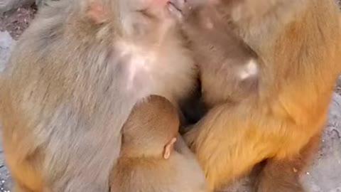 Cute baby monkey CC 12!!
