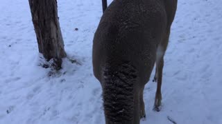 An Injured Carrot Comes for a Visit