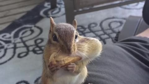 Adorable squirrel trying to put peanuts in his mouth