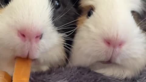 Cool_carrot_peels_._##guineapigs #pet