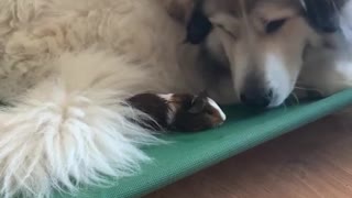 Gentle Giant And His Tiny Guinea Pig Friend