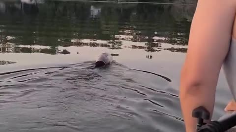 Wisconsin family rescues swimming bear with jug stuck on its head