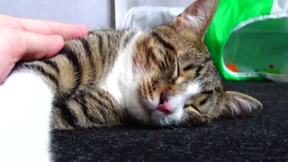 Cute Little Cat Loves Sleeping on the Floor