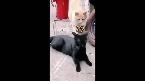 Funny video 2023–cats/dogs funny video