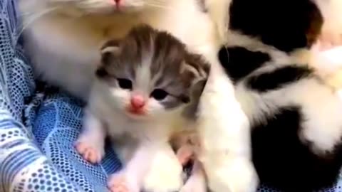 Cute Kitten Pets Lover