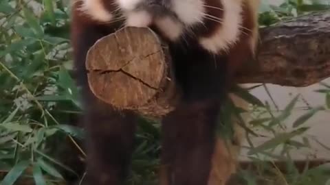 Sleeping red panda