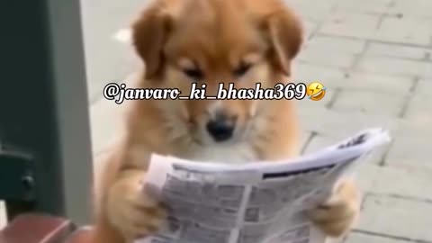 A DOG THAT IS READING NEWSPAPER