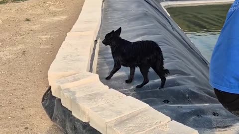 Dog Rescued From Water Basin