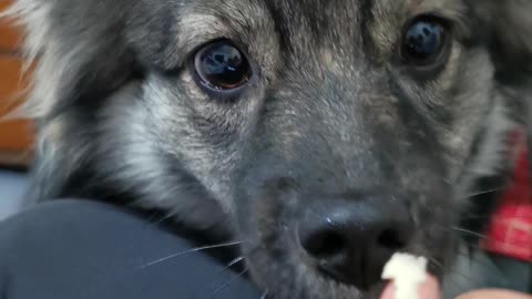 Adorable puppy tries blue cheese and gets absolutely mind blown