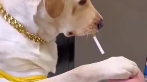 Funny dogs video