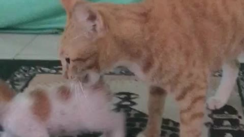 Menyelamatkan anak kucing dari serangan bahaya manusia