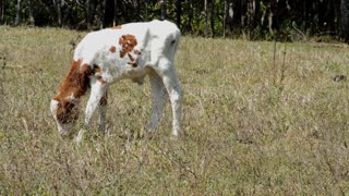 lost white cow was found in my farm