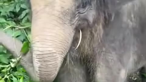 Asian elephants are closely related to mamooths #shorts #subscribe #like #explore #elephant