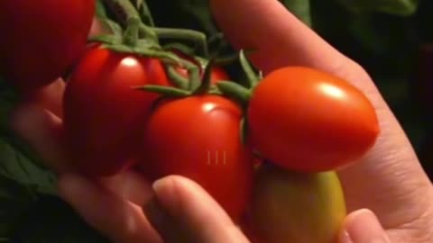 One organic tomatoe out shines 9 normal ones.