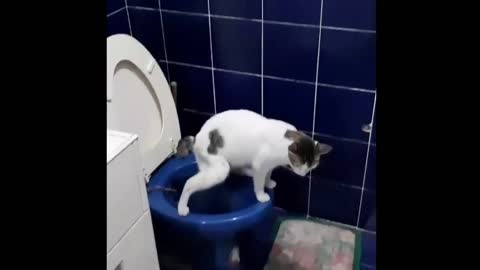 Cat Peeing in the Tiolet