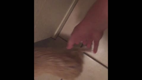 Dog Refuses To Let Owner Leave His House