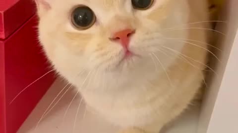 Cute cat funny vedio 🐈