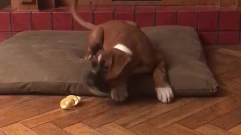 Puppy has a love hate relationship with lemon peels