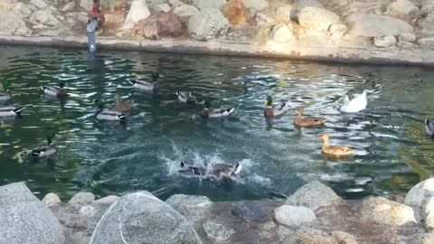 Ducks Take Duel from Land to Pond