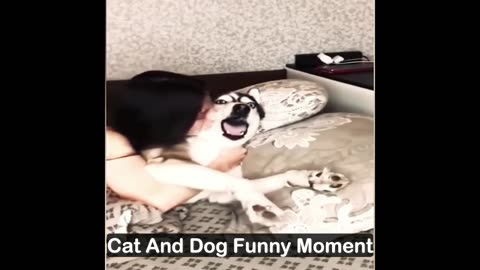 Most Cute Funny Cat And Dog