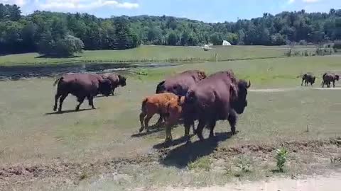 Run for the Hills [Buffalo traffic jam]