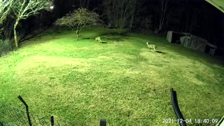 Spooked deer