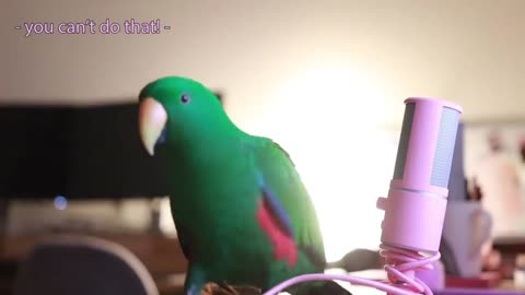 Don't get out of the video before you say bye bye to the parrot