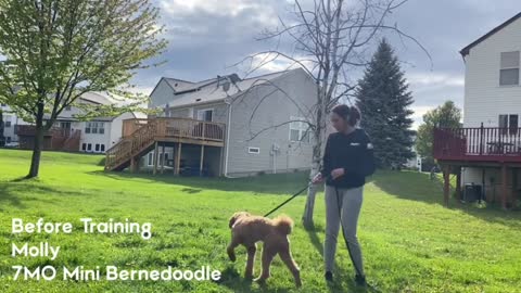 Amazing Obedience Mini Bernedoodle Dog Training