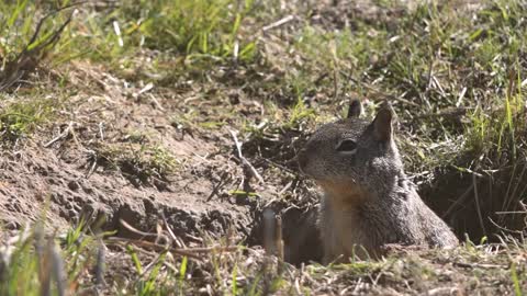 Two squirrel funny