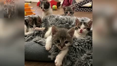A group of cats