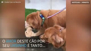 Golden Retriever não larga seu ursinho nem para passear!