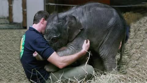 Animals most Emotional moments showing love to human ❤️❤️ Cute Animal Videos