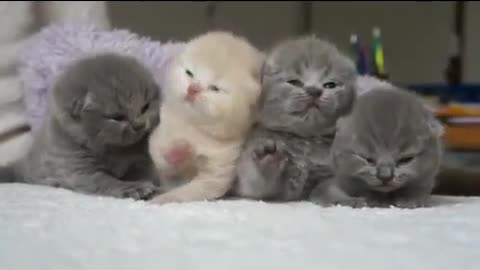 funny baby kitties so kute