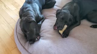 Rocky and Rosie chewing bones.