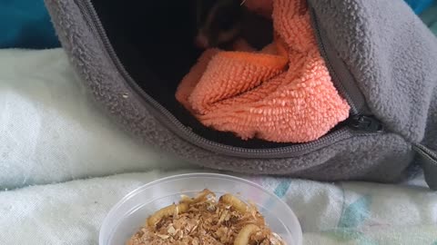 Cute sugar gliders eating wax worms